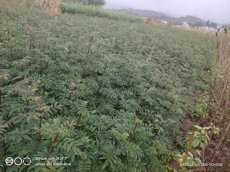 大红袍花椒苗贡椒苗，雪椒，九叶青椒，基地直发可批发零售