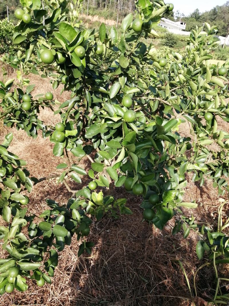 无籽青柠，一级青果，富硒