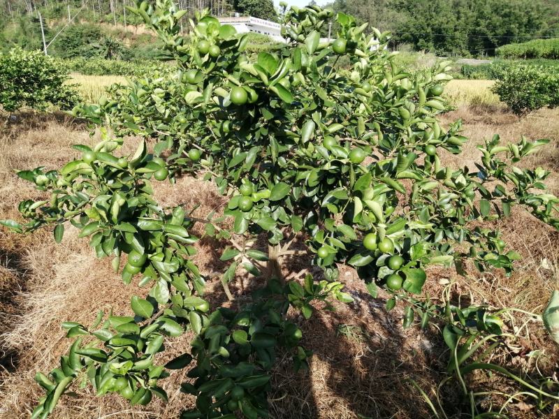 无籽青柠，一级青果，富硒