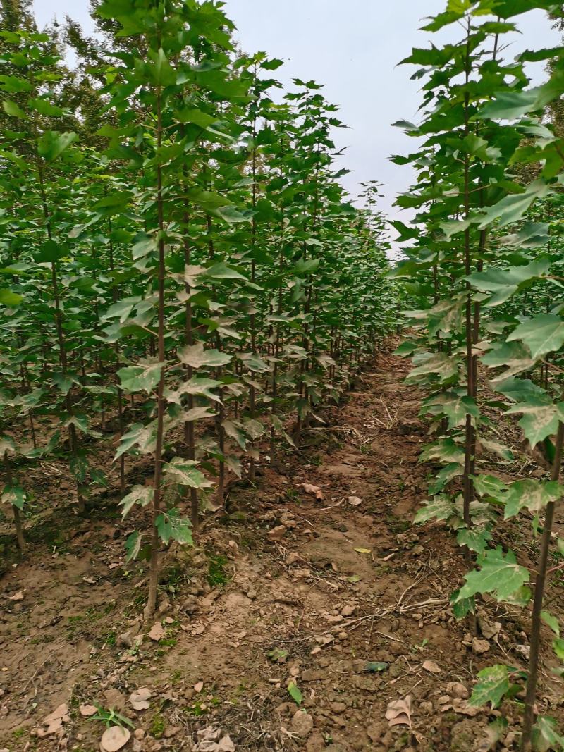 专供美国红枫红冠秋火焰十月光辉
