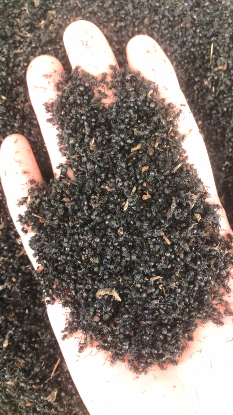 蚂蚁黑蚂蚁。黑蚂蚁