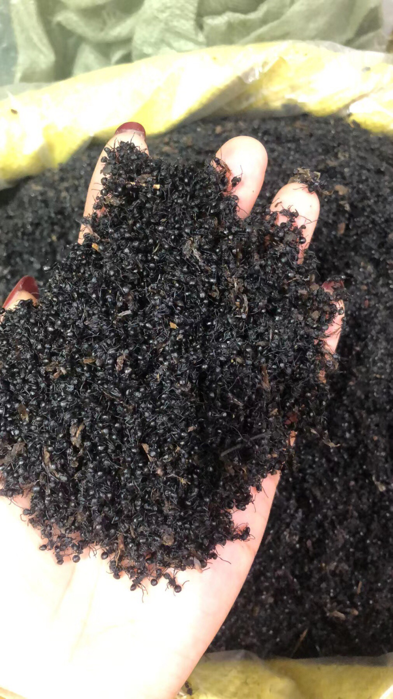 蚂蚁黑蚂蚁。黑蚂蚁