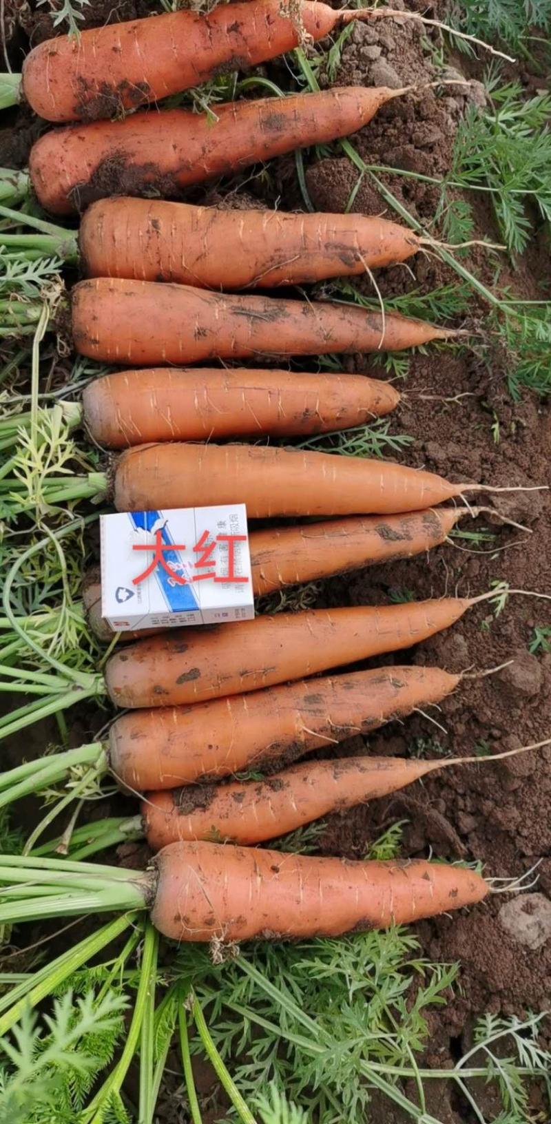 邢台市柏乡县胡萝卜质优价廉需要的提前订购，产地发货，现出