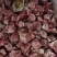 新鲜冷冻猪肉排骨粒猪肉排多肉排骨粒20斤无颈前排粒