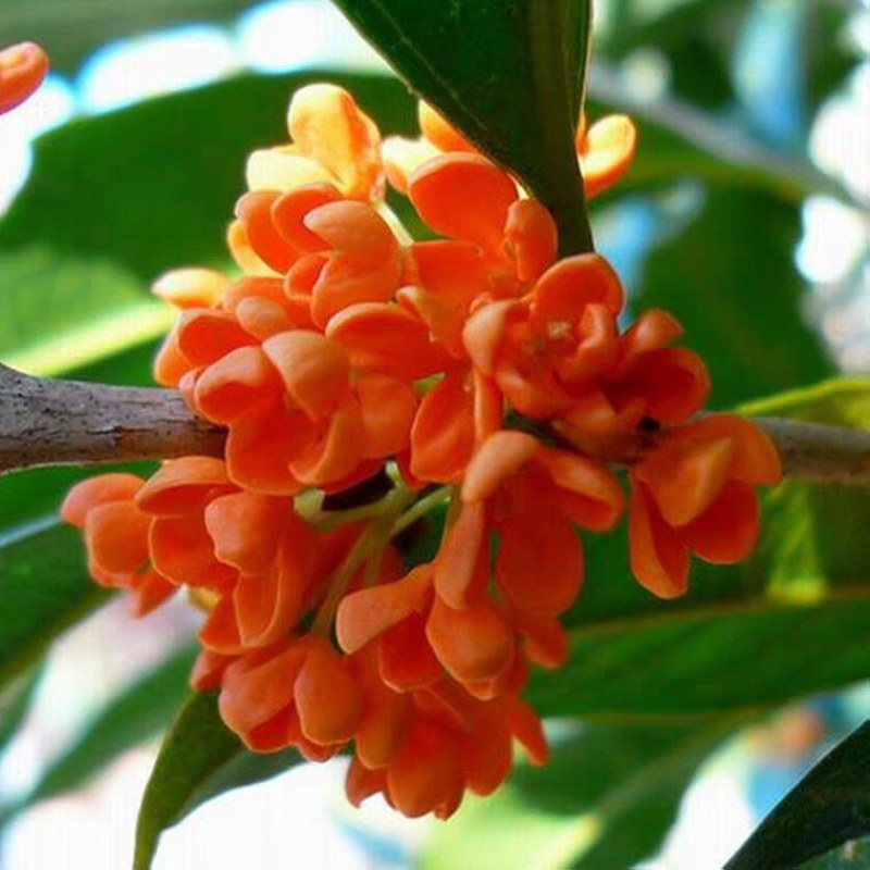 桂花苗桂花树苗四季桂花苗金桂丹桂八月桂绿植庭院包邮地栽