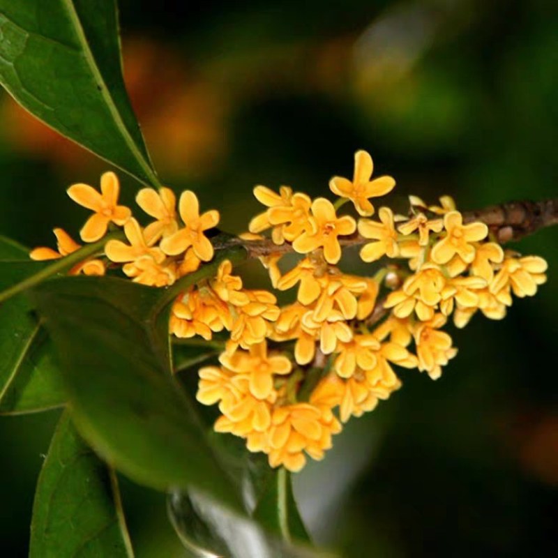 桂花苗桂花树苗四季桂花苗金桂丹桂八月桂绿植庭院包邮地栽