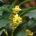 桂花苗桂花树苗四季桂花苗金桂丹桂八月桂绿植庭院包邮地栽