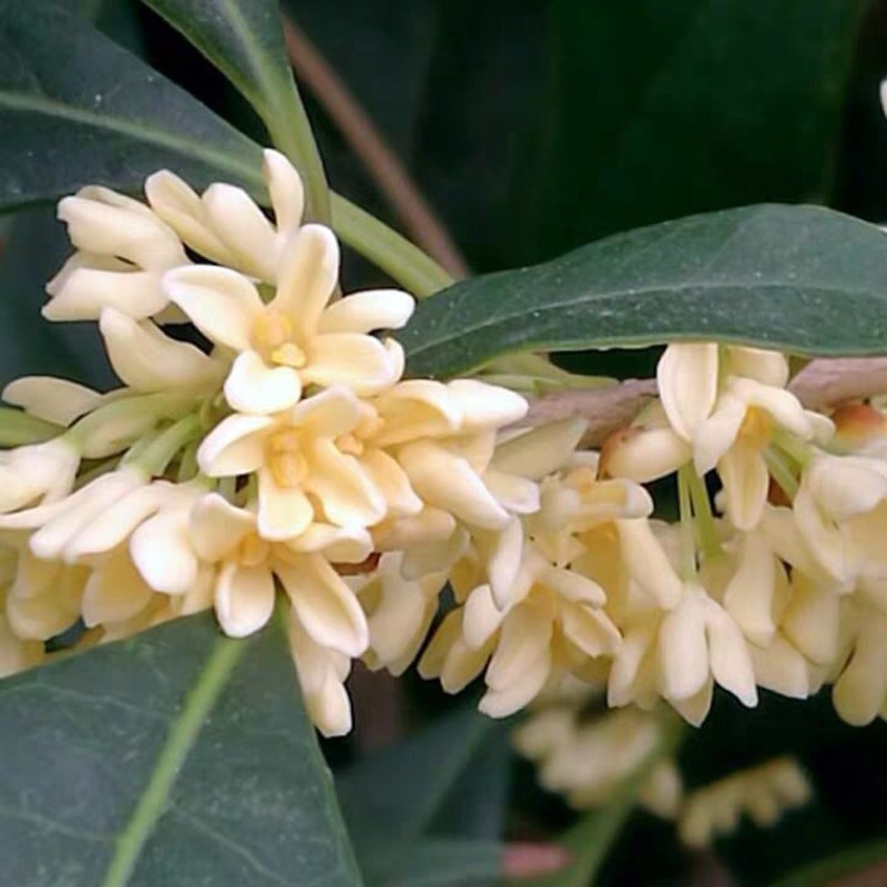 桂花苗桂花树苗四季桂花苗金桂丹桂八月桂绿植庭院包邮地栽