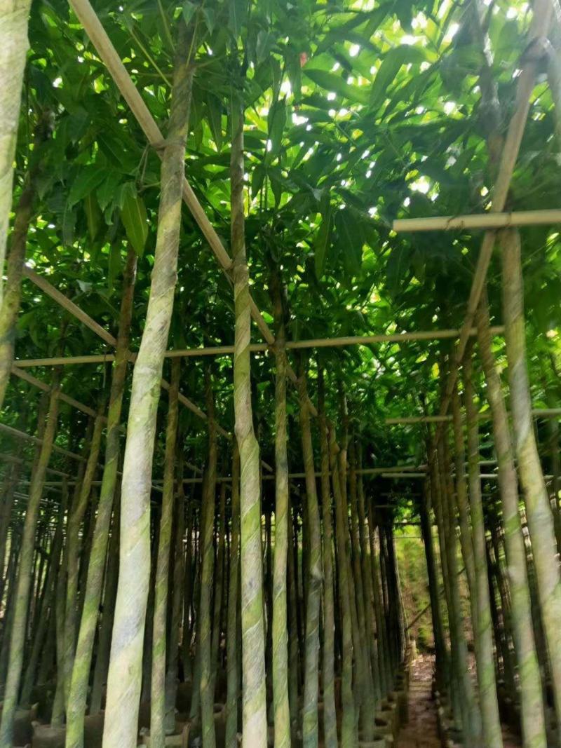 大量芒果树3-4公分价位实惠价格详情咨询