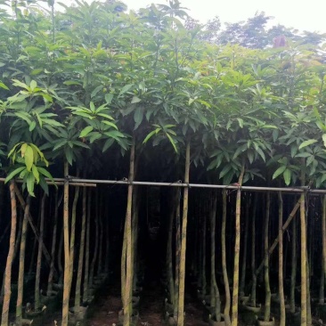 大量芒果树3-4公分价位实惠价格详情咨询