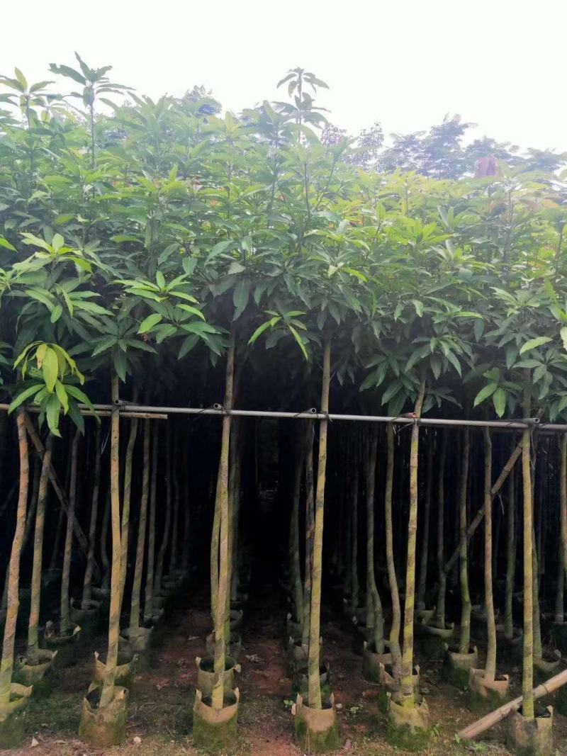 大量芒果树3-4公分价位实惠价格详情咨询