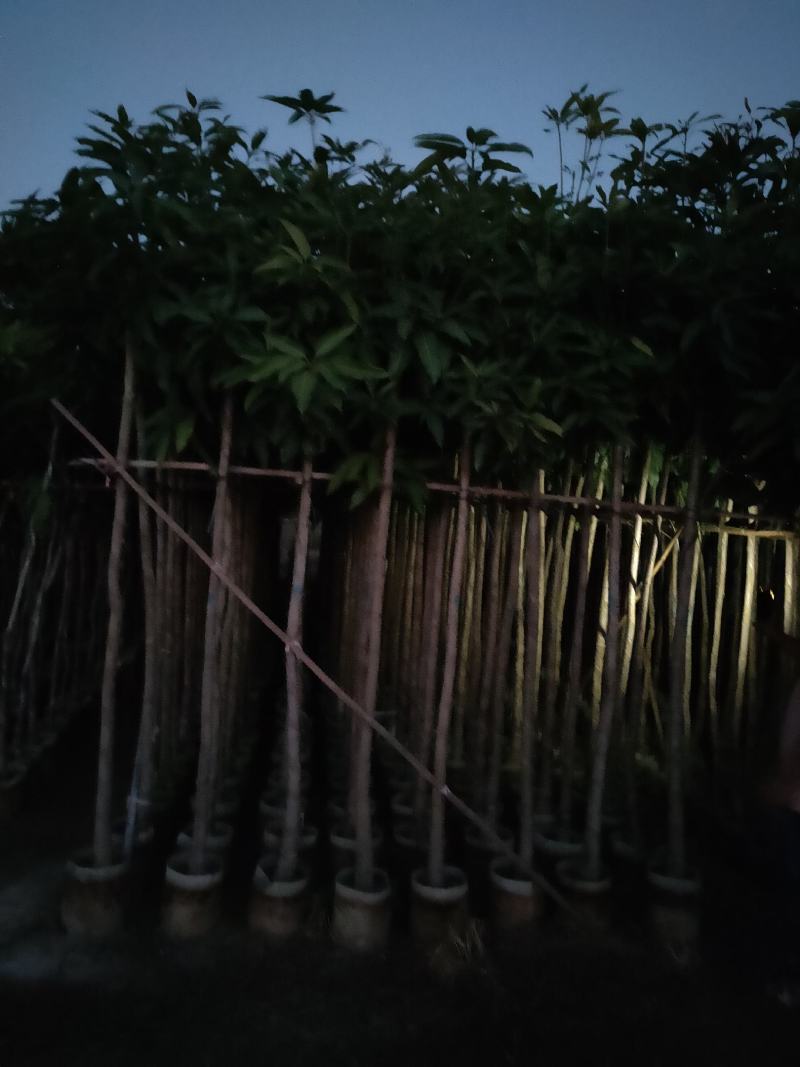 大量芒果树3-4公分价位实惠价格详情咨询