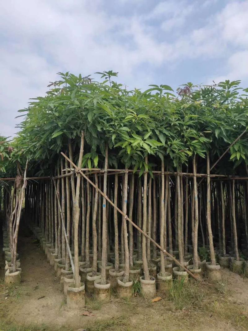 大量芒果树3-4公分价位实惠价格详情咨询