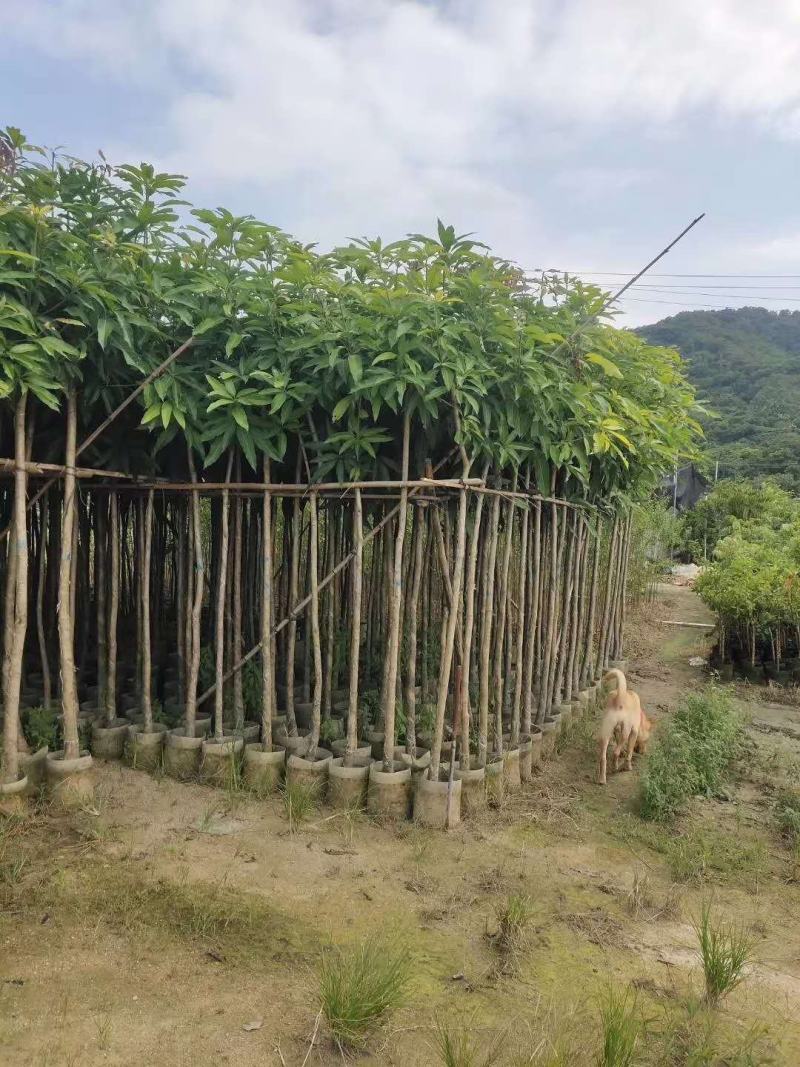 大量芒果树3-4公分价位实惠价格详情咨询