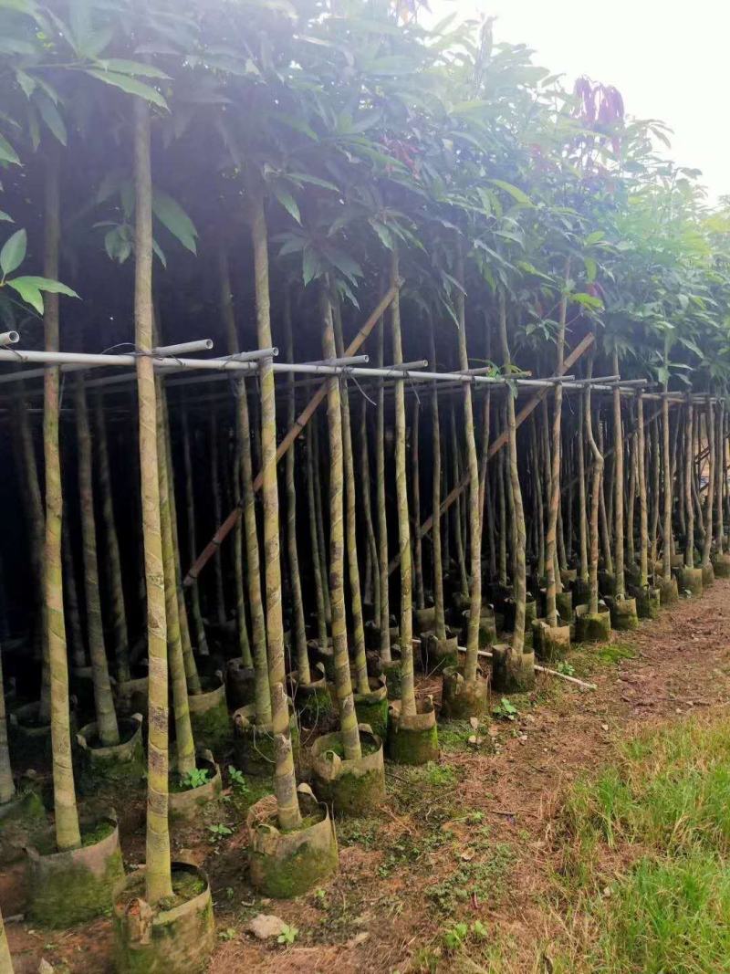 大量芒果树3-4公分价位实惠价格详情咨询