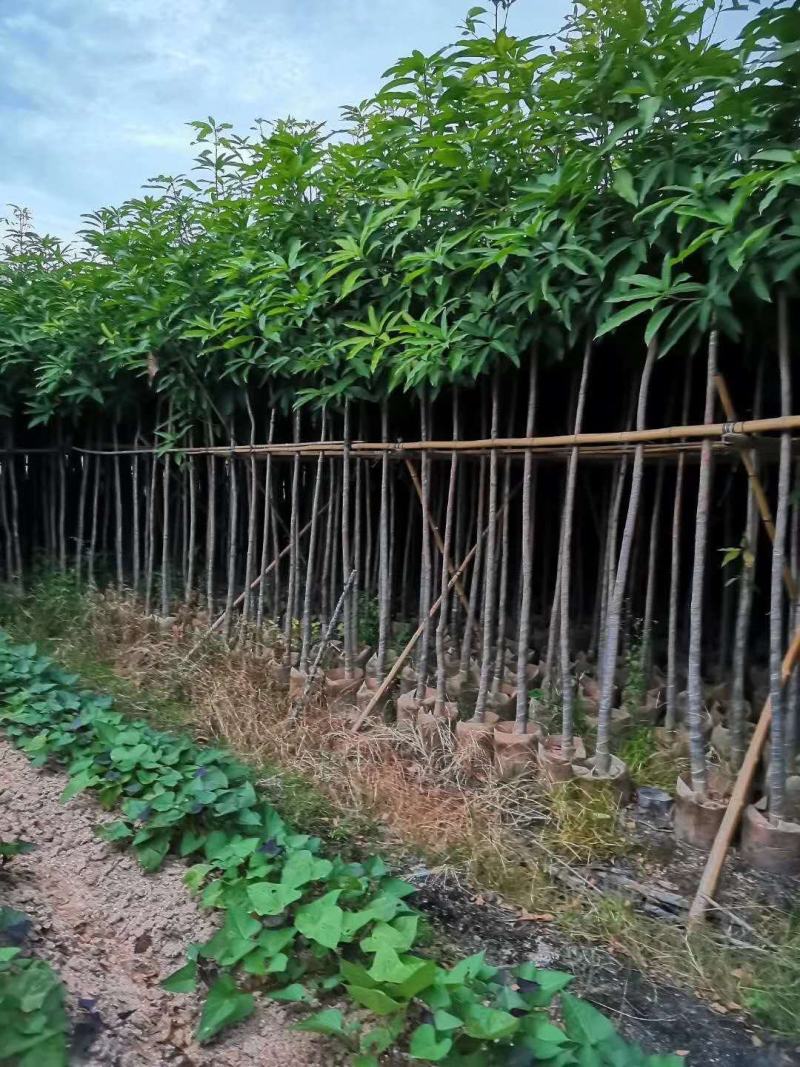 大量芒果树3-4公分价位实惠价格详情咨询