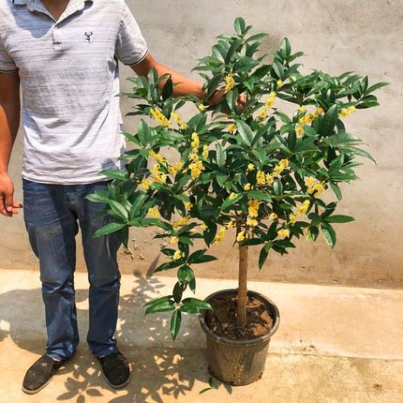 桂花苗桂花树苗四季桂花苗金桂丹桂八月桂绿植庭院包邮地栽