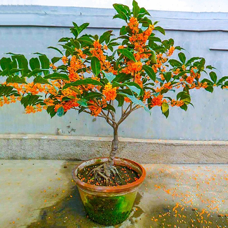 桂花苗桂花树苗四季桂花苗金桂丹桂八月桂绿植庭院包邮地栽