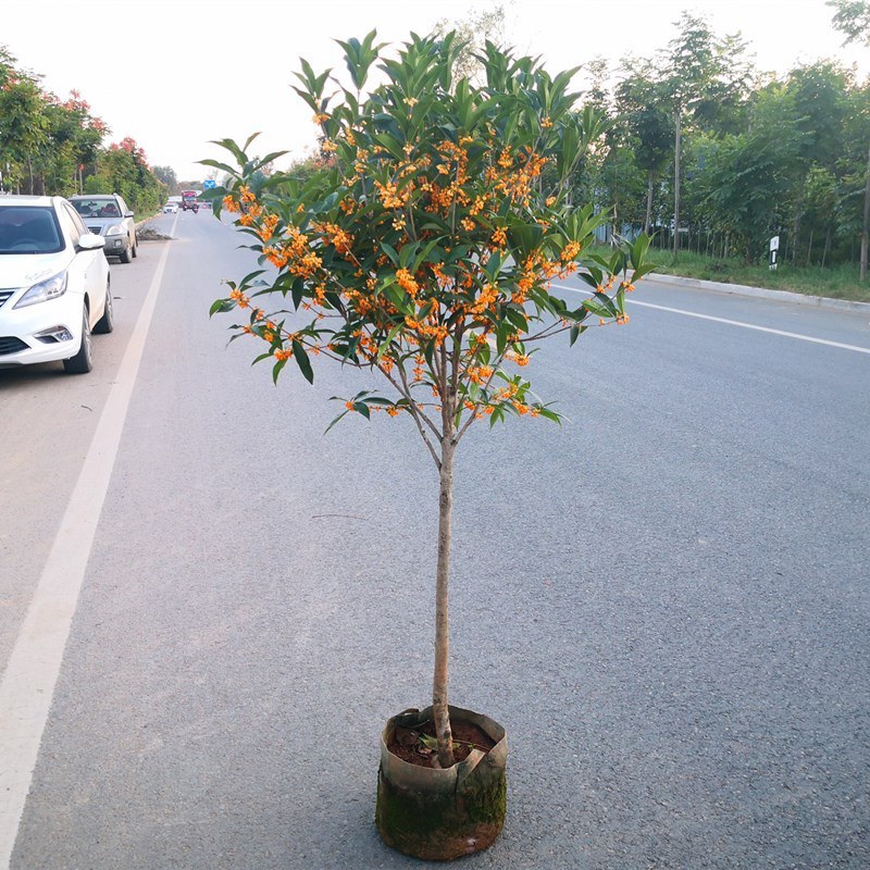 桂花苗桂花树苗四季桂花苗金桂丹桂八月桂绿植庭院包邮地栽
