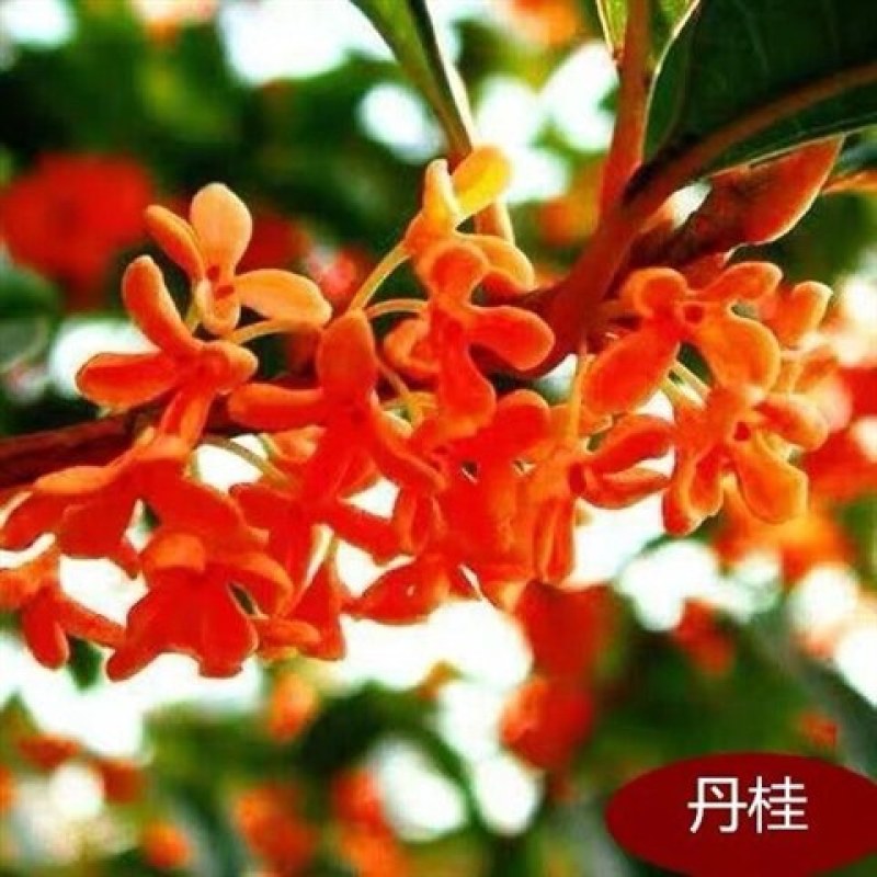 桂花苗桂花树苗四季桂花苗金桂丹桂八月桂绿植庭院包邮地栽