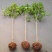 桂花苗桂花树苗四季桂花苗金桂丹桂八月桂绿植庭院包邮地栽
