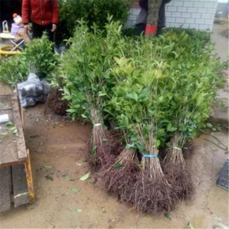 桂花苗桂花树苗四季桂花苗金桂丹桂八月桂绿植庭院包邮地栽