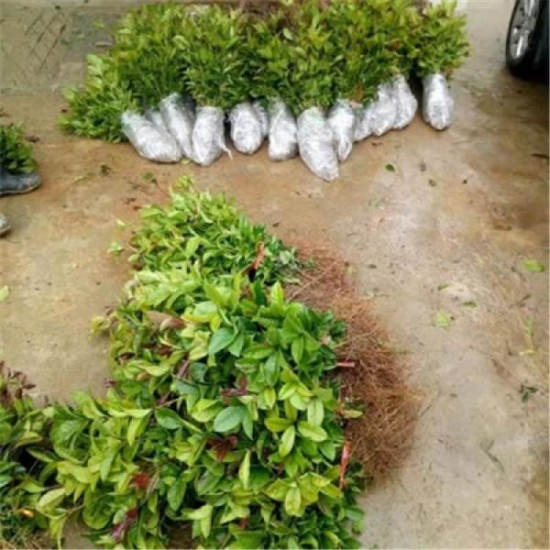 桂花苗桂花树苗四季桂花苗金桂丹桂八月桂绿植庭院包邮地栽