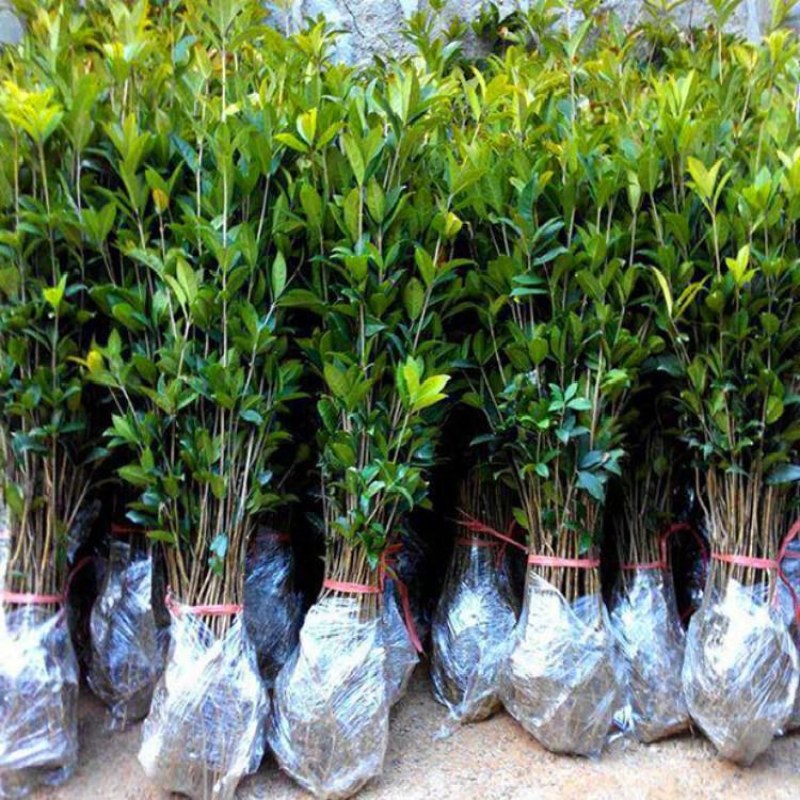 桂花苗桂花树苗四季桂花苗金桂丹桂八月桂绿植庭院包邮地栽