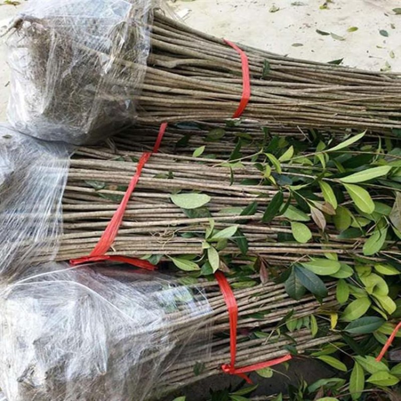 桂花苗桂花树苗四季桂花苗金桂丹桂八月桂绿植庭院包邮地栽