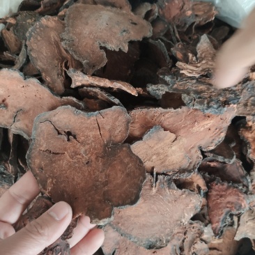 野生何首乌，量大优惠，欢迎新老客户前来合作，可以视频看