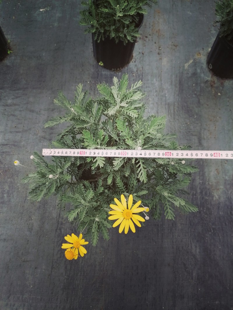 梳黄菊加伦杯杯苗，高度25-30公分，冠幅30左右