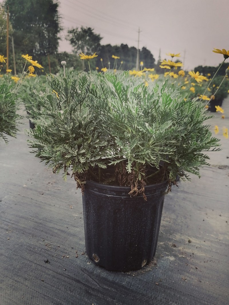 梳黄菊加伦杯杯苗，高度25-30公分，冠幅30左右