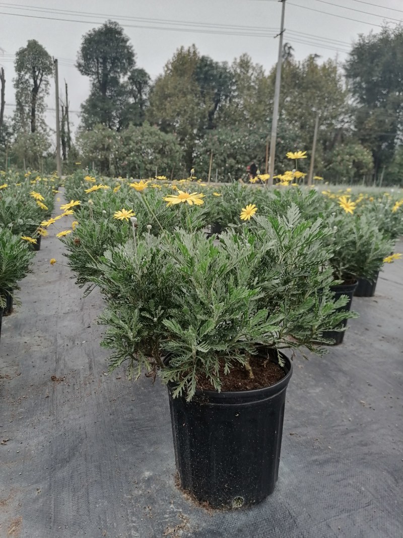 梳黄菊加伦杯杯苗，高度25-30公分，冠幅30左右