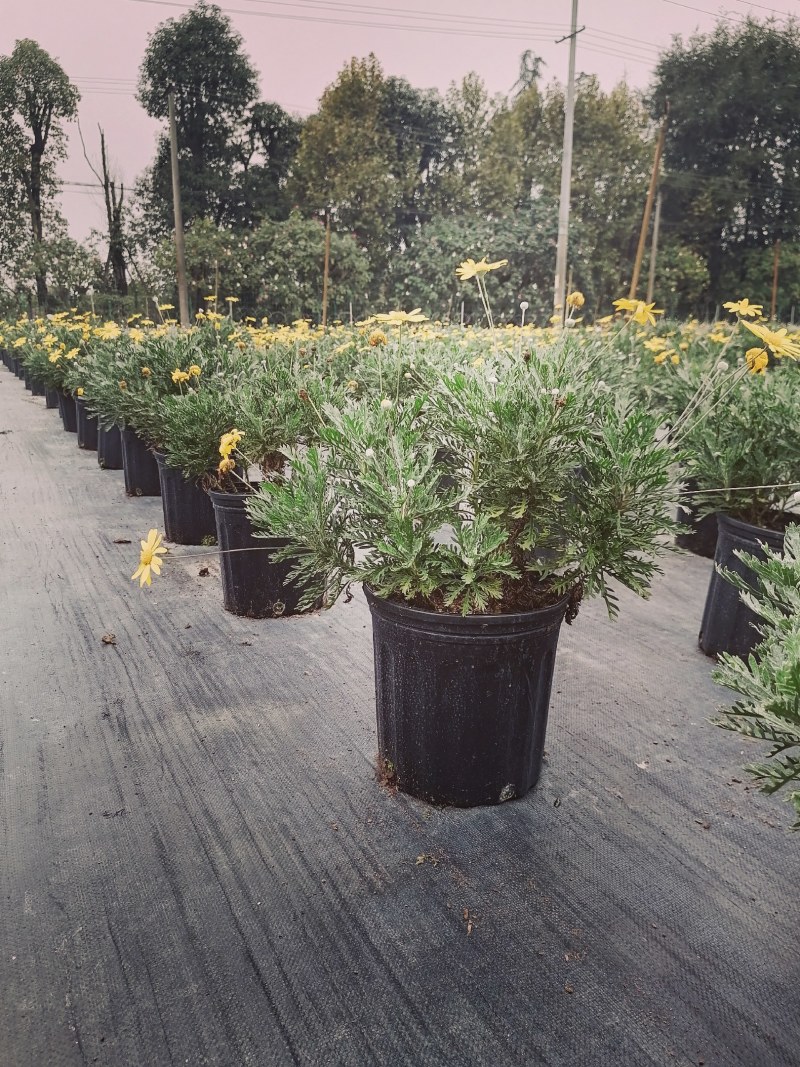梳黄菊加伦杯杯苗，高度25-30公分，冠幅30左右