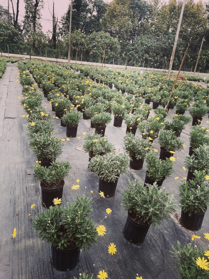 梳黄菊加伦杯杯苗，高度25-30公分，冠幅30左右