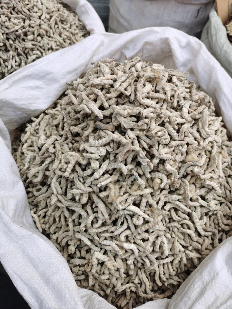 【僵蚕】僵虫，纯净正品净货，足干，品质保证！量大从优！