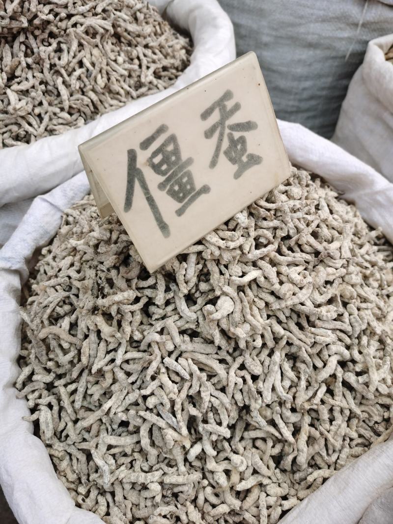 【僵蚕】僵虫，纯净正品净货，足干，品质保证！量大从优！