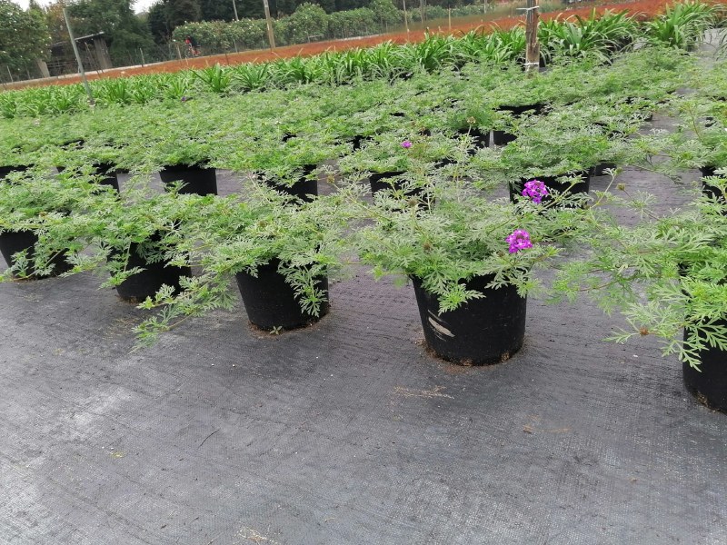 美女樱，杯苗，加伦杯，冠幅30-40公分。。