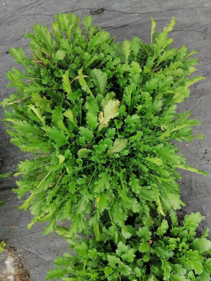 滨菊杯苗，加伦杯，高度20725公分，冠幅30-35公分