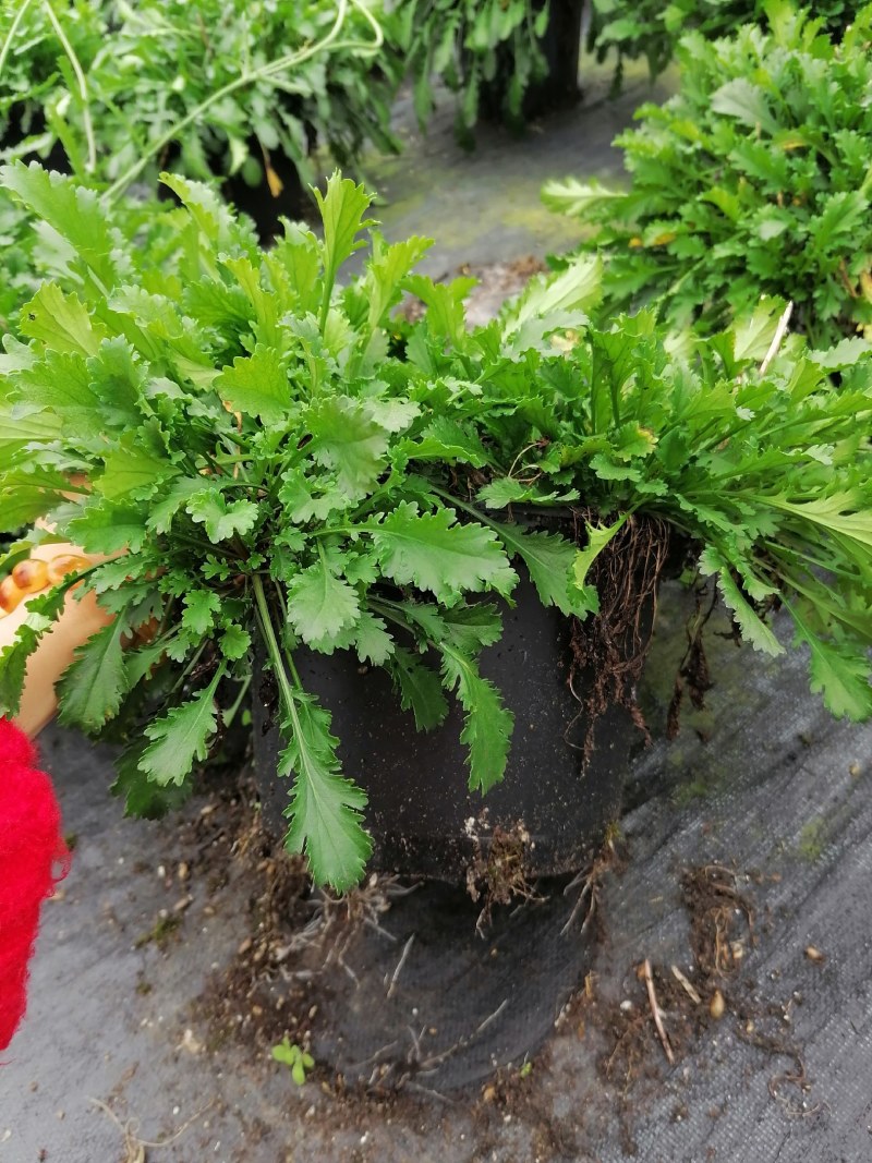 滨菊杯苗，加伦杯，高度20725公分，冠幅30-35公分
