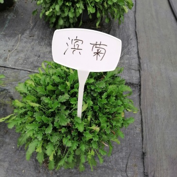 滨菊杯苗，加伦杯，高度20725公分，冠幅30-35公分