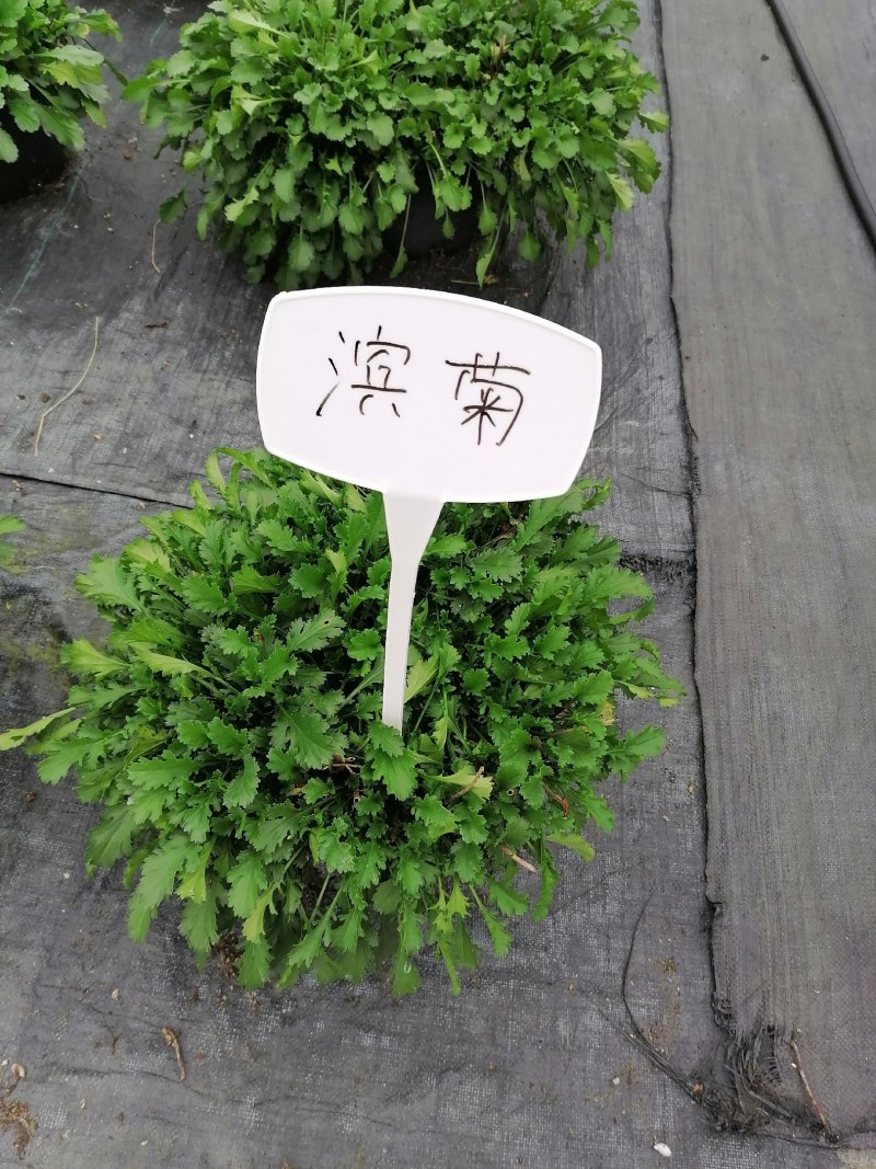 滨菊杯苗，加伦杯，高度20725公分，冠幅30-35公分