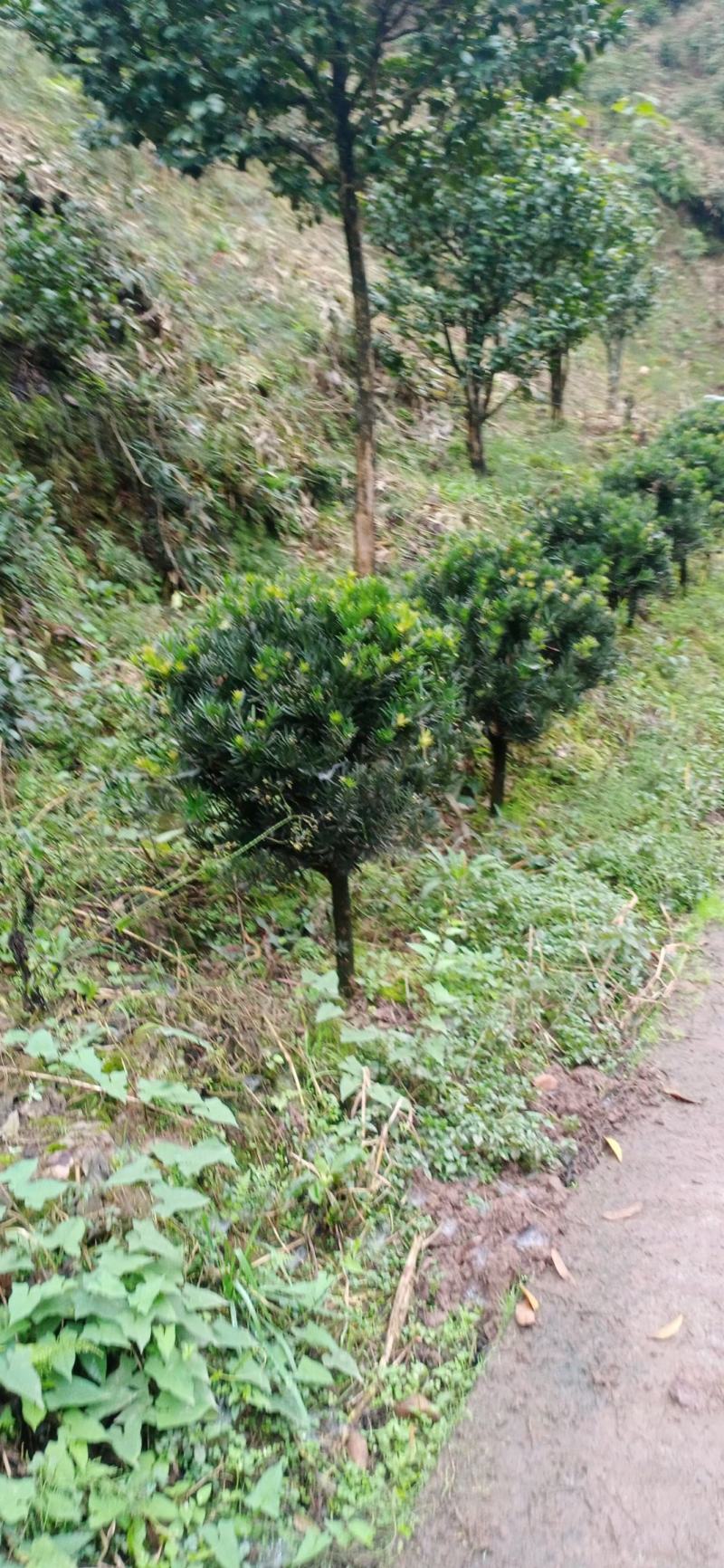 罗汉松，球形罗汉松，可以造型，高度一米，冠一米