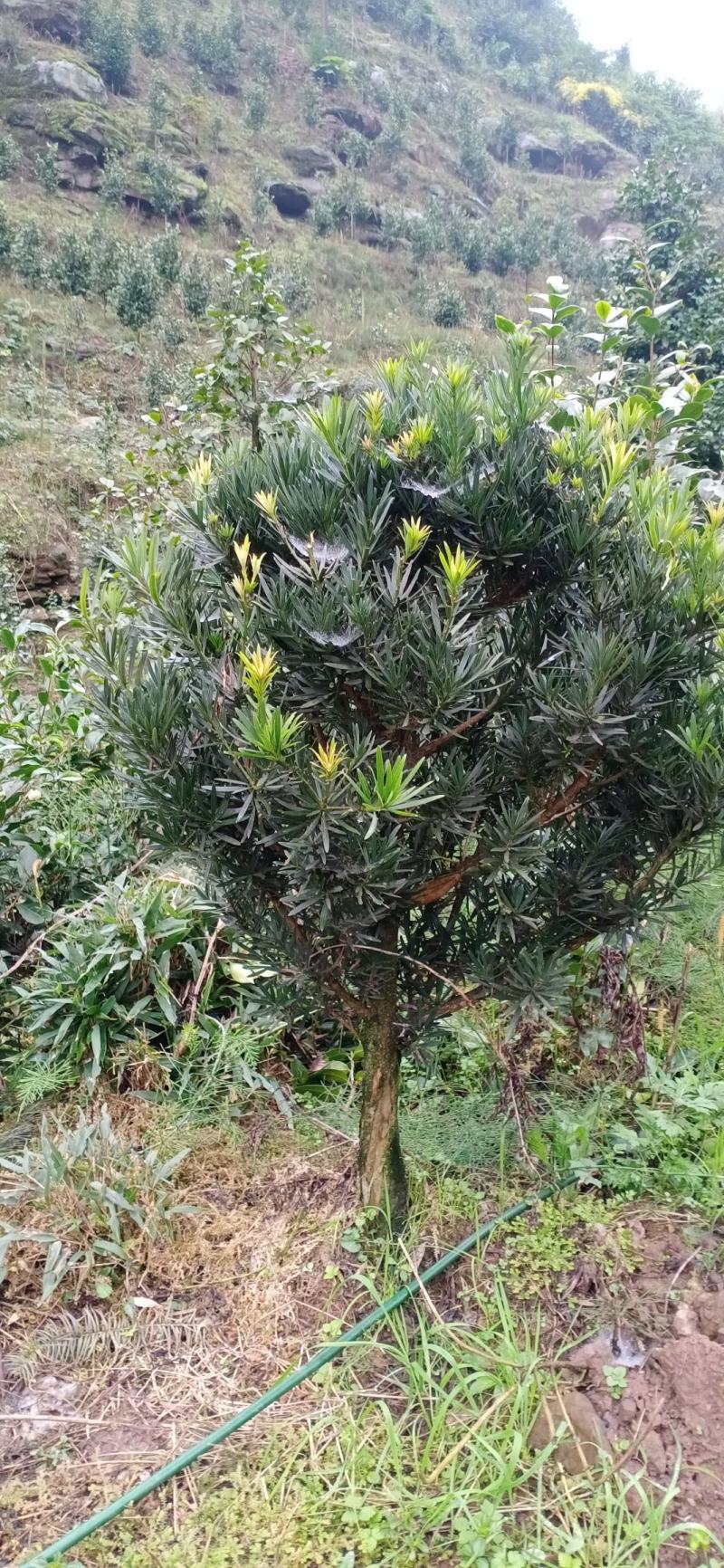 罗汉松，球形罗汉松，可以造型，高度一米，冠一米