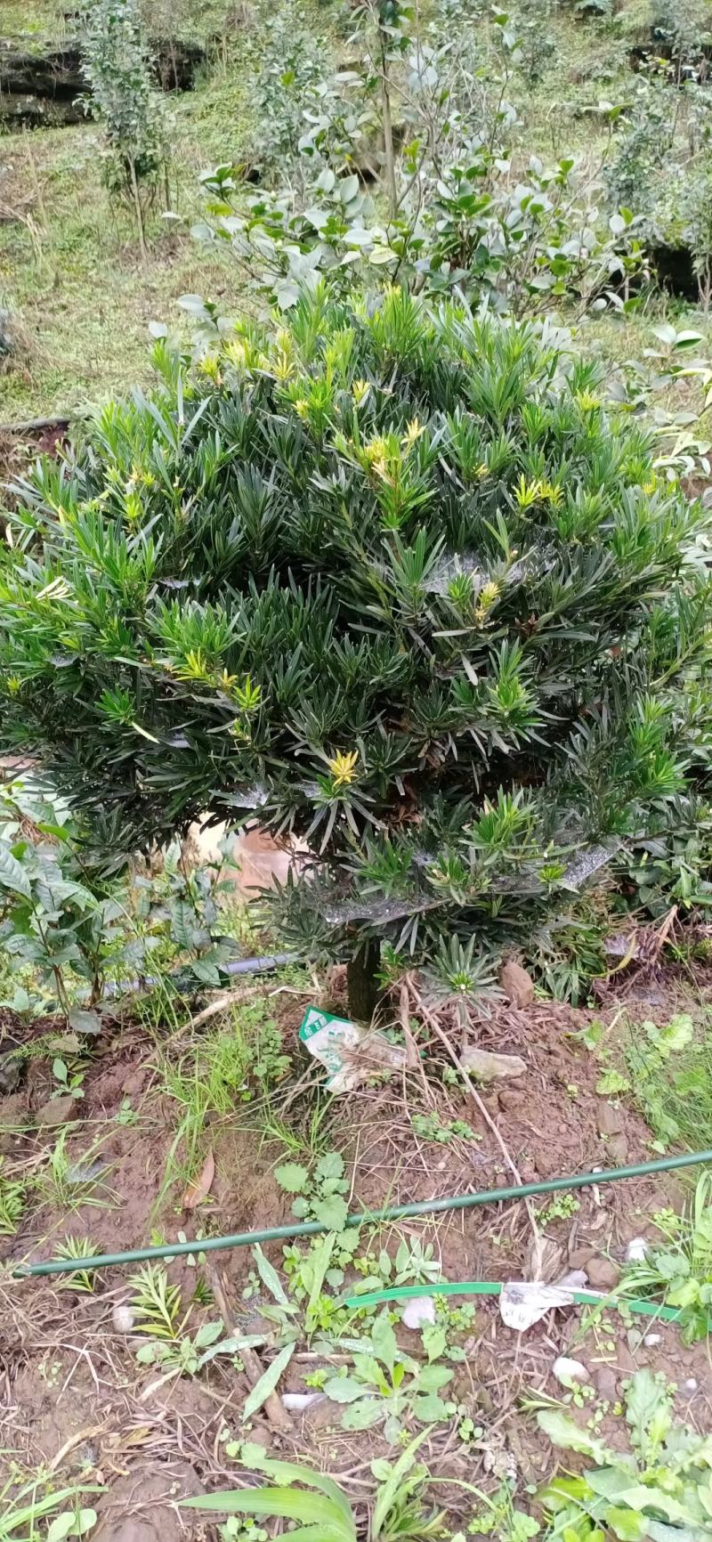 罗汉松，球形罗汉松，可以造型，高度一米，冠一米