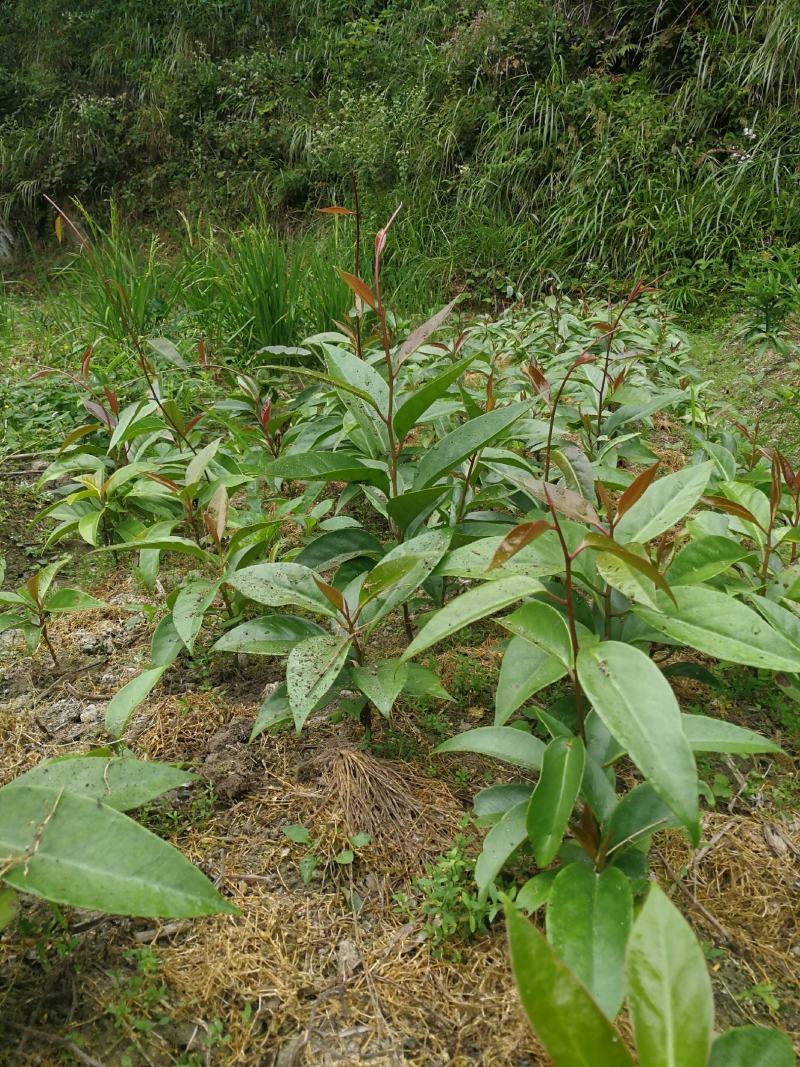贵州省黑老虎苗种植基地直发