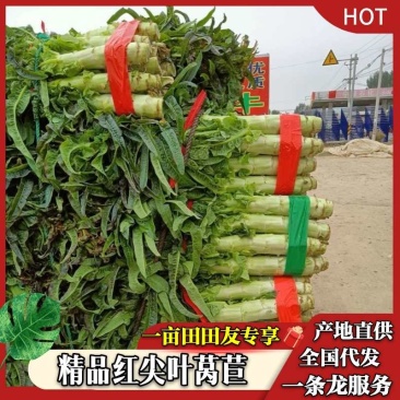 精品红叶莴笋，产地直发，全国发货，量大从优，价格合理