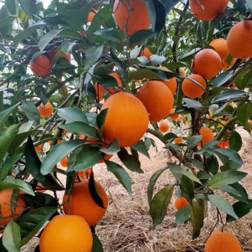 江西赣南脐橙种植基地，可一件代发，，，，，，