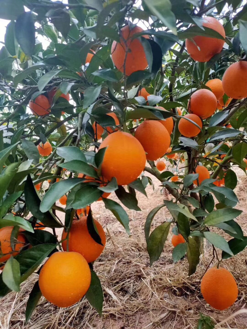 江西赣南脐橙种植基地，可一件代发，，，，，，