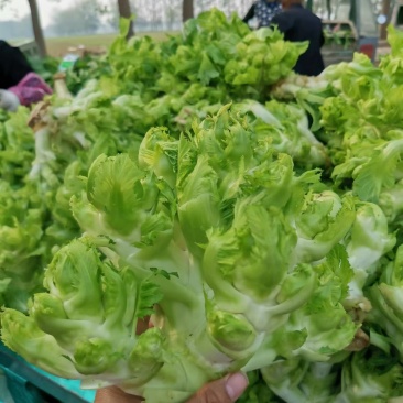精品儿菜大量上市可发货30天
